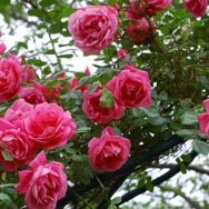 Hoa hồng cổ sapa