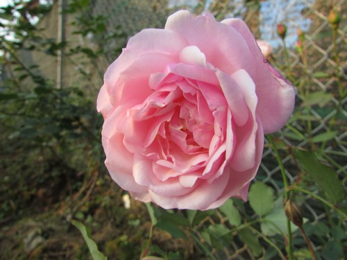 Hoa hồng Điều cổ
