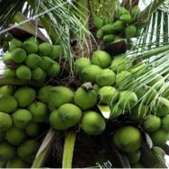 Cây Dừa Xiêm Giống
