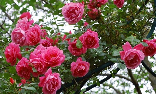 Hoa hồng cổ sapa