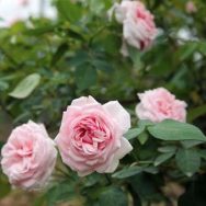 Hoa hồng Bạch Đào cổ